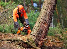 Best Tree Health Inspection  in Wurtsboro, NY